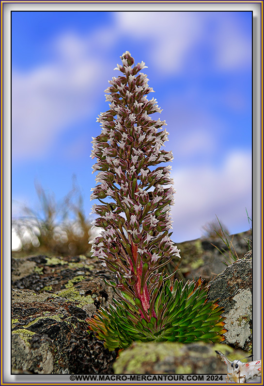 Saxifrage florulenta Moretti